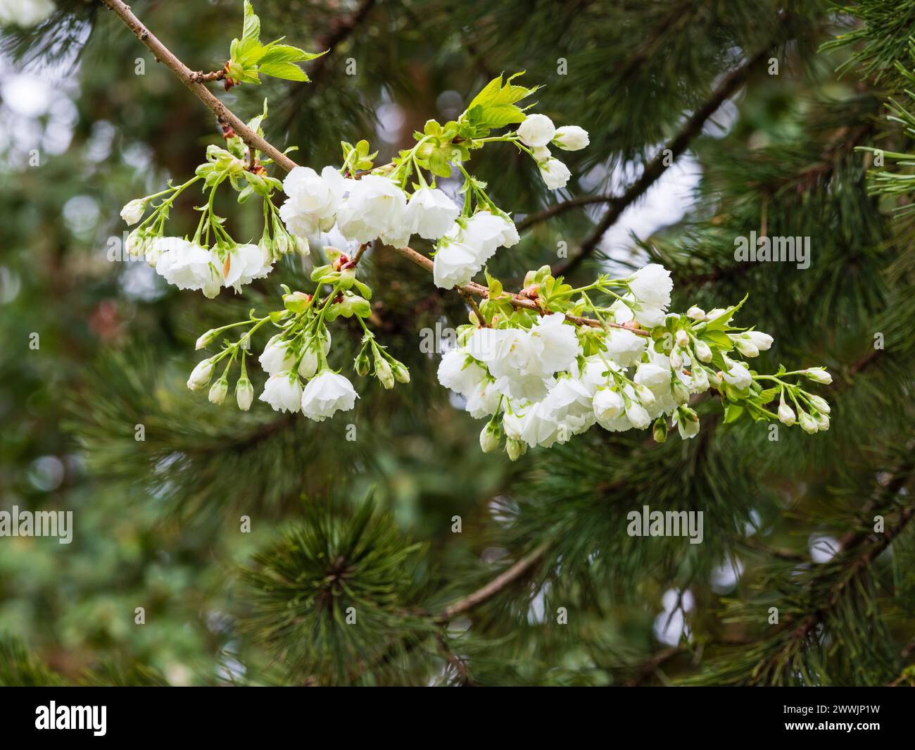 White spring blossom of the early spring flowering Japanese cherry tree, Prunus 'Shirotae' Stock Photo