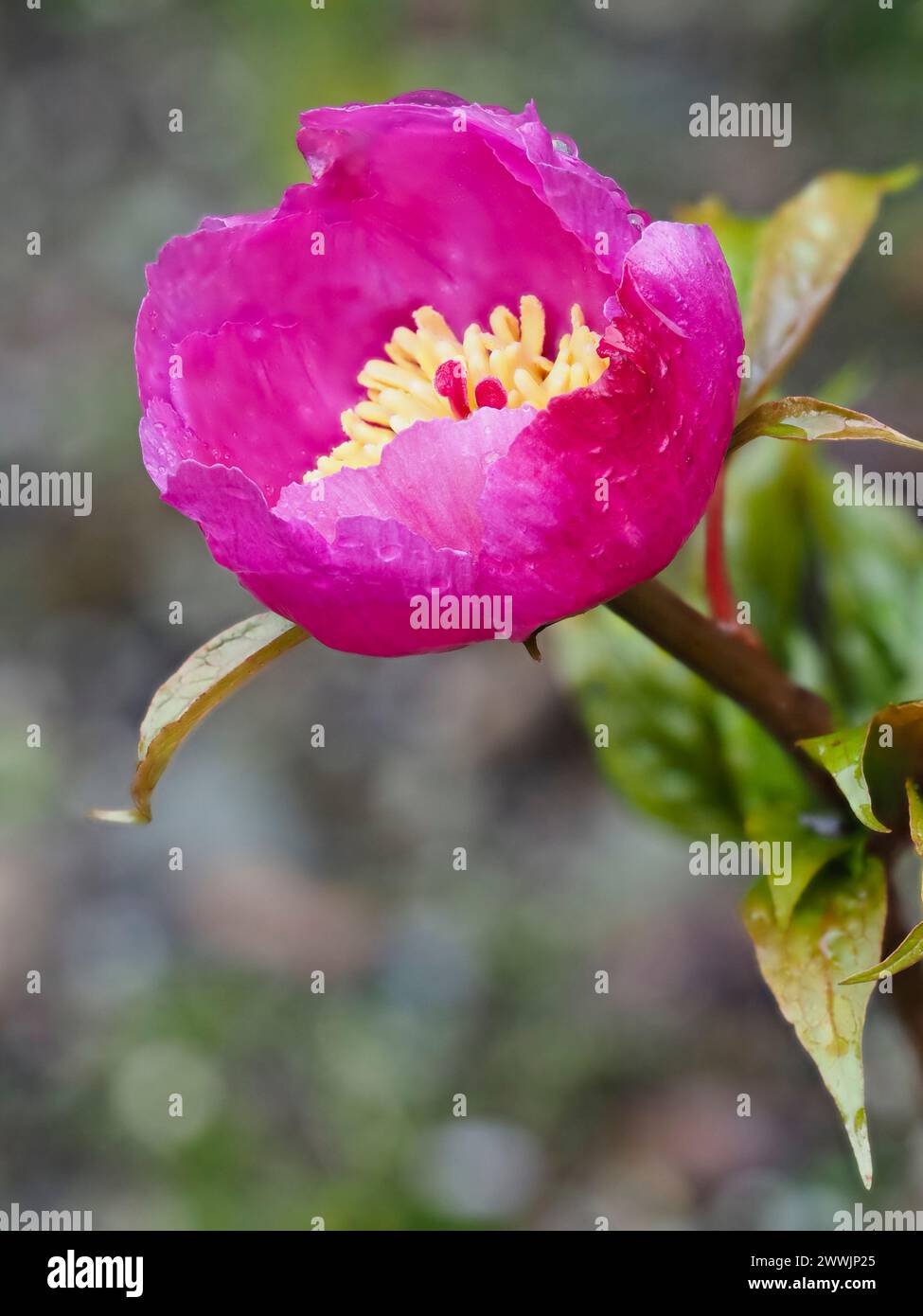 Early spring flower of the hardy perennial species peony, Paeonia mairei Stock Photo
