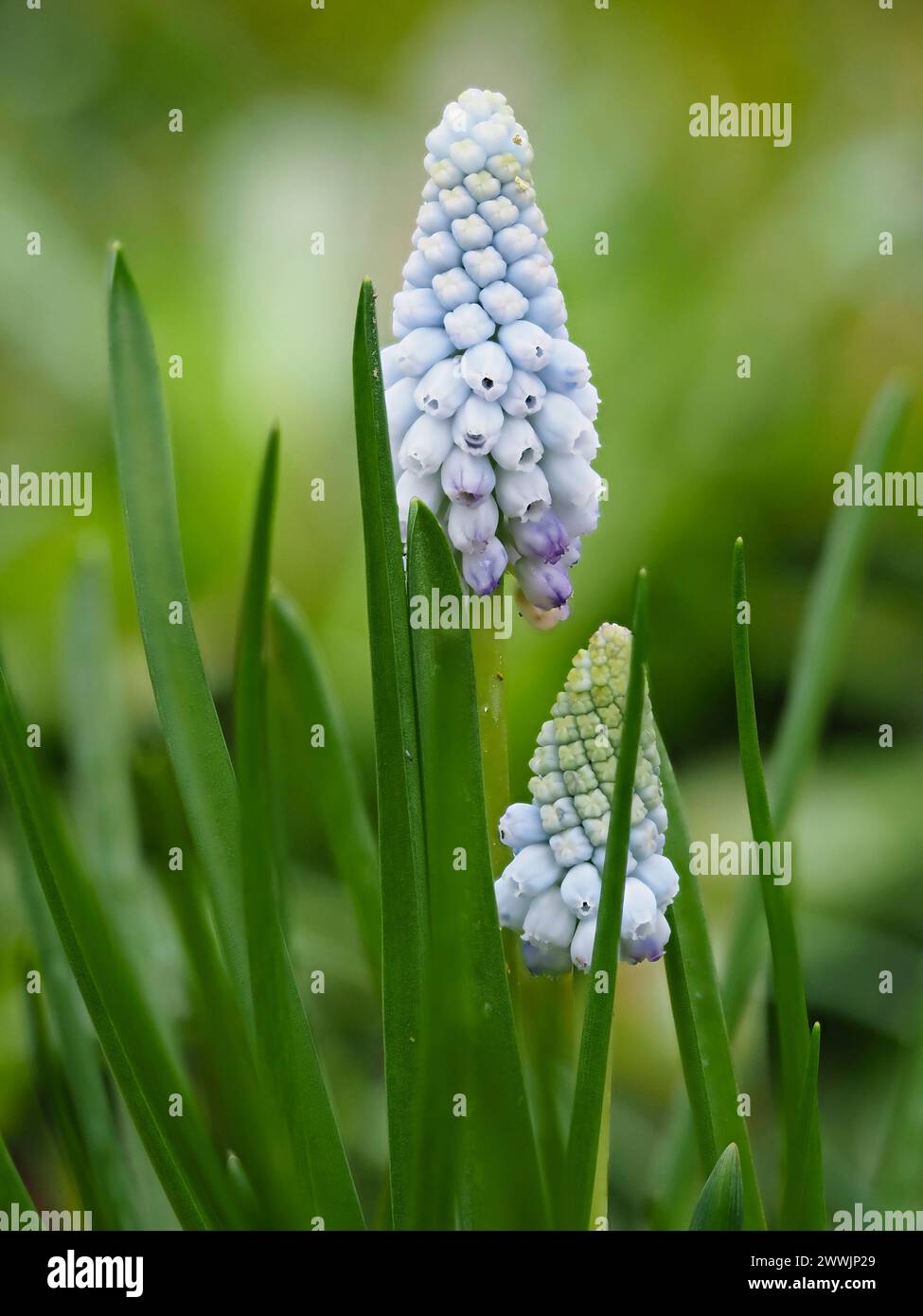 Pale blue early spring flowers of the hardy bulb, Muscari armenaicum 'Valerie Finnis' Stock Photo