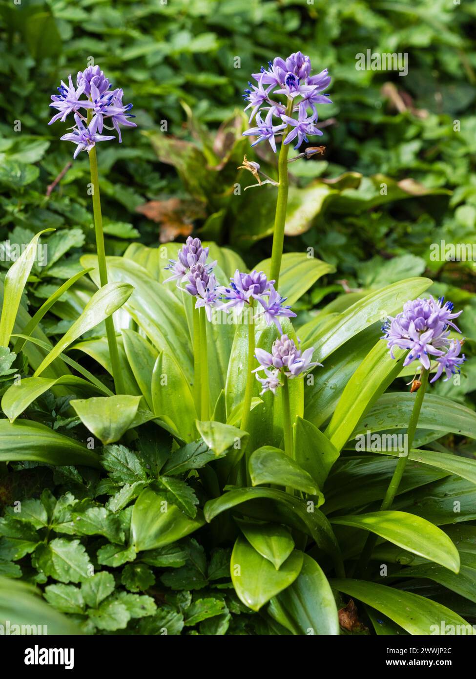 Early spring spikes of the lavender-blue flowers of the hardy Pyrenean squill bulb, Scilla lilio-hyacinthus Stock Photo