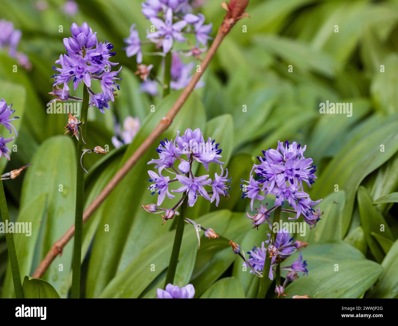 Early spring spikes of the lavender-blue flowers of the hardy Pyrenean squill bulb, Scilla lilio-hyacinthus Stock Photo