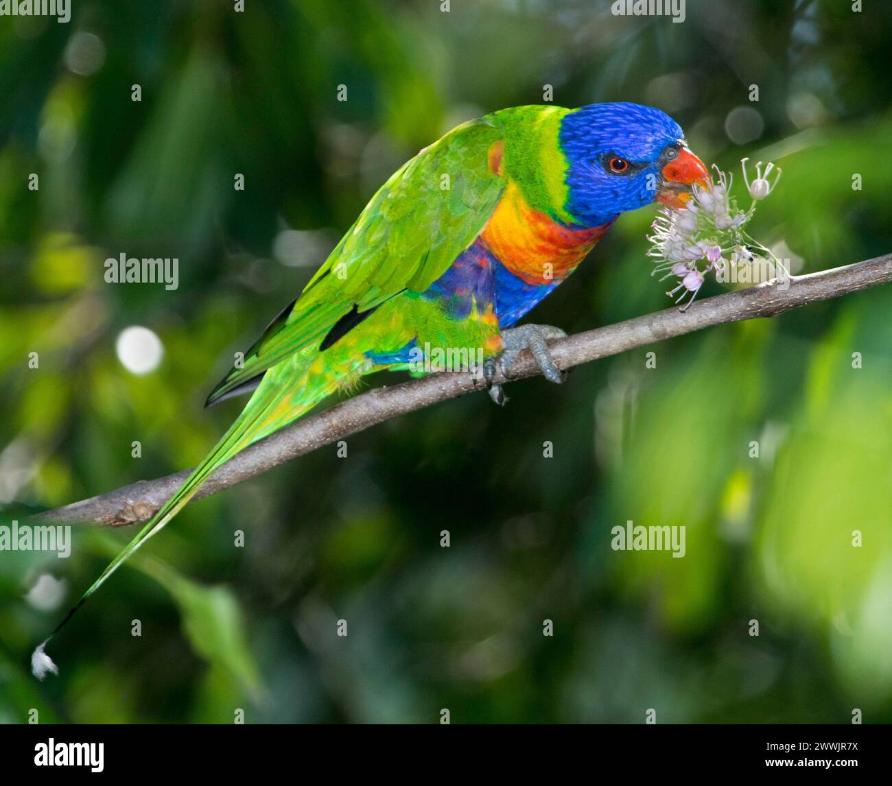 Spectacular Australian Rainbow Lorikeet, Trichoglossus haematodus, feeding on pink flowers of native corkwood tree, Melicope elleryana, in garden Stock Photo