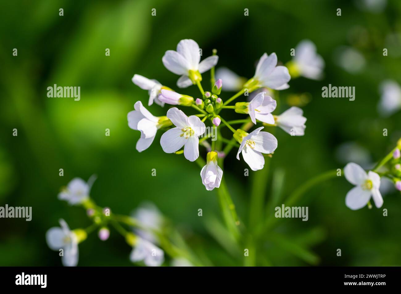 Cuckooflower or Milkmaids in early spring - Cardamine Pretensis Stock Photo