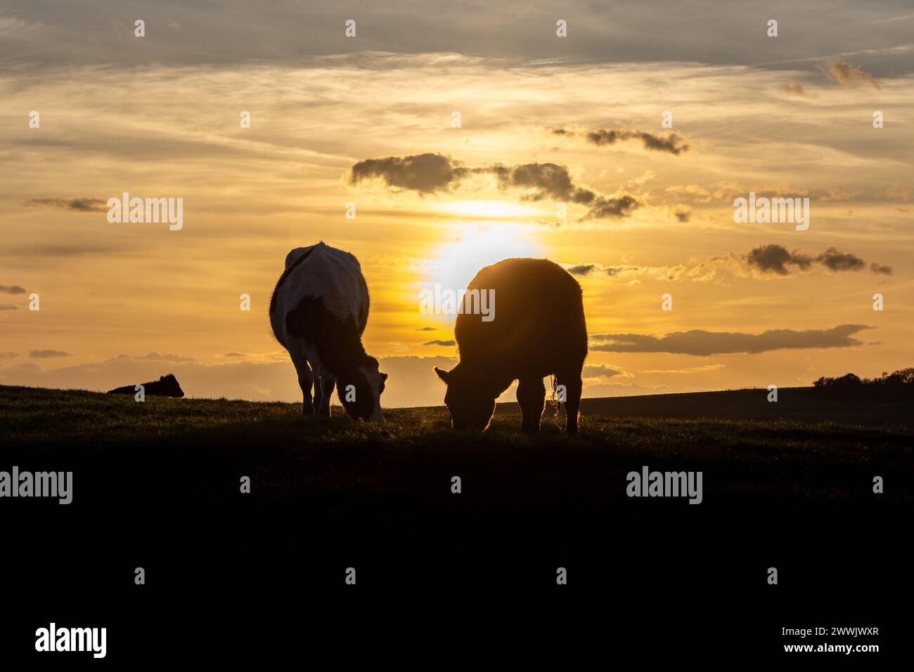 Grazing cows against the light hi-res stock photography and images - Alamy