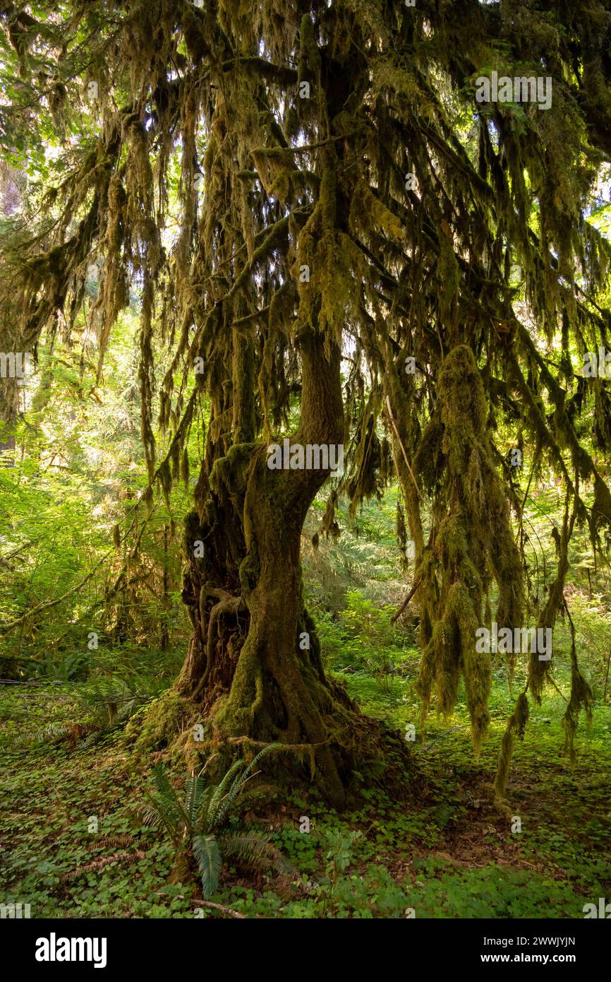 Moss covered tree hoh rainforest hi-res stock photography and images ...