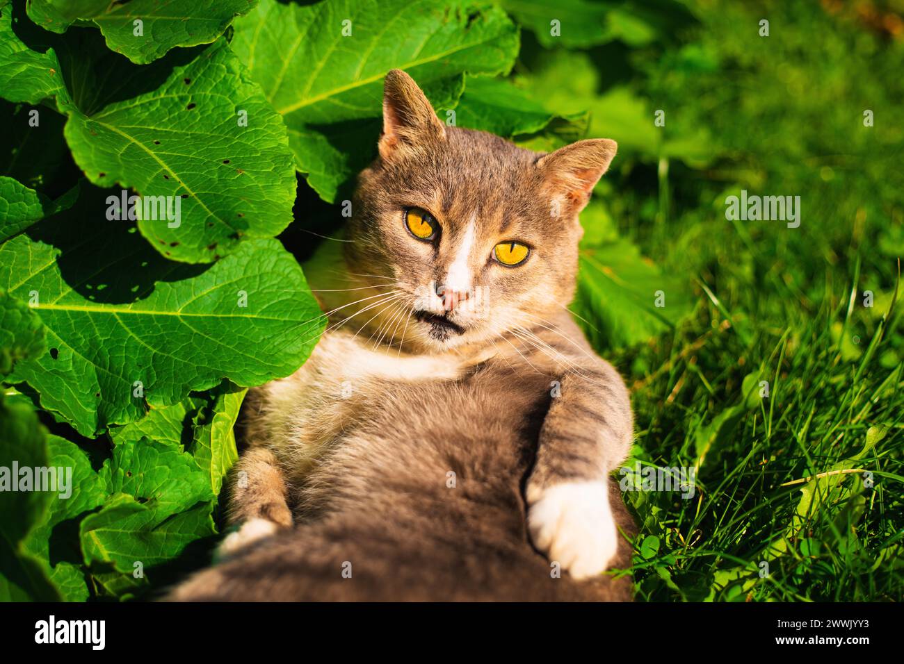 Portrait of a Cute and Funny Tabby cat lying in green grass and flowers ...