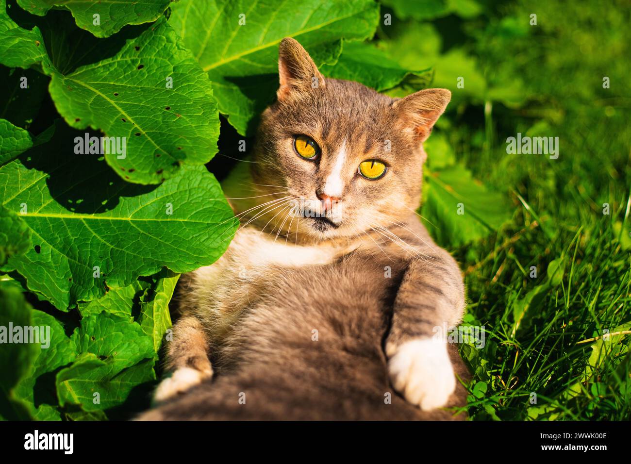 Portrait of a Cute and Funny Tabby cat lying in green grass and flowers ...