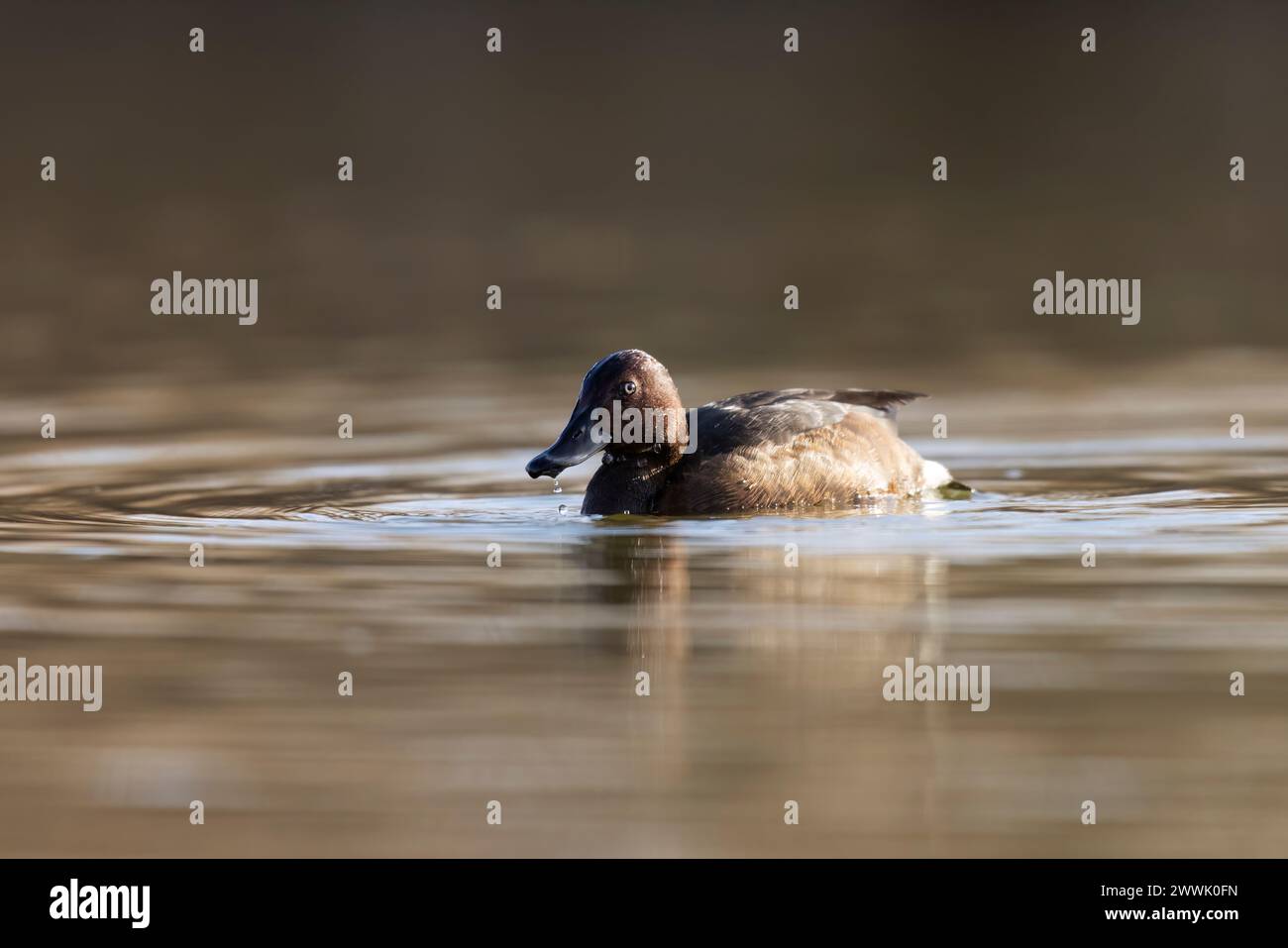 anatidae, animal, animals, aquatic, avian, avifauna, aythya, aythya ...