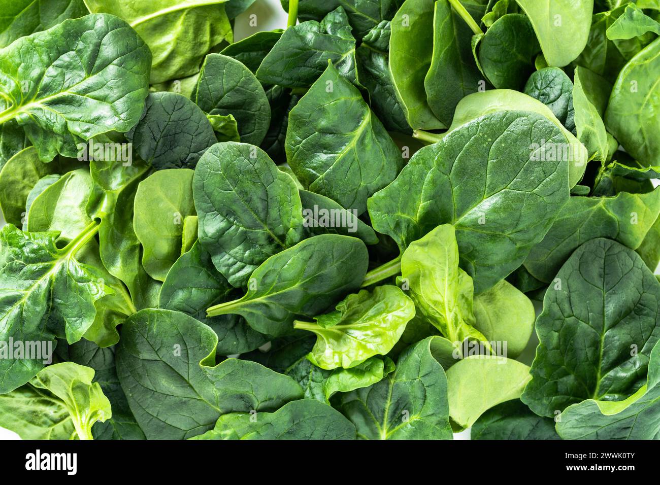 green fresh leaves of young spinach on a white background Stock Photo ...