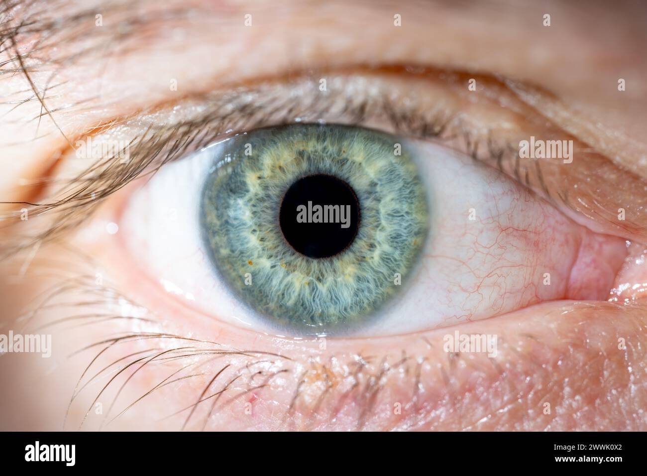 Description: Male Blue-Green Colored Eye With Lashes. Pupil opened. Close Up. Structural Anatomy. Human Iris Macro Detail. Stock Photo