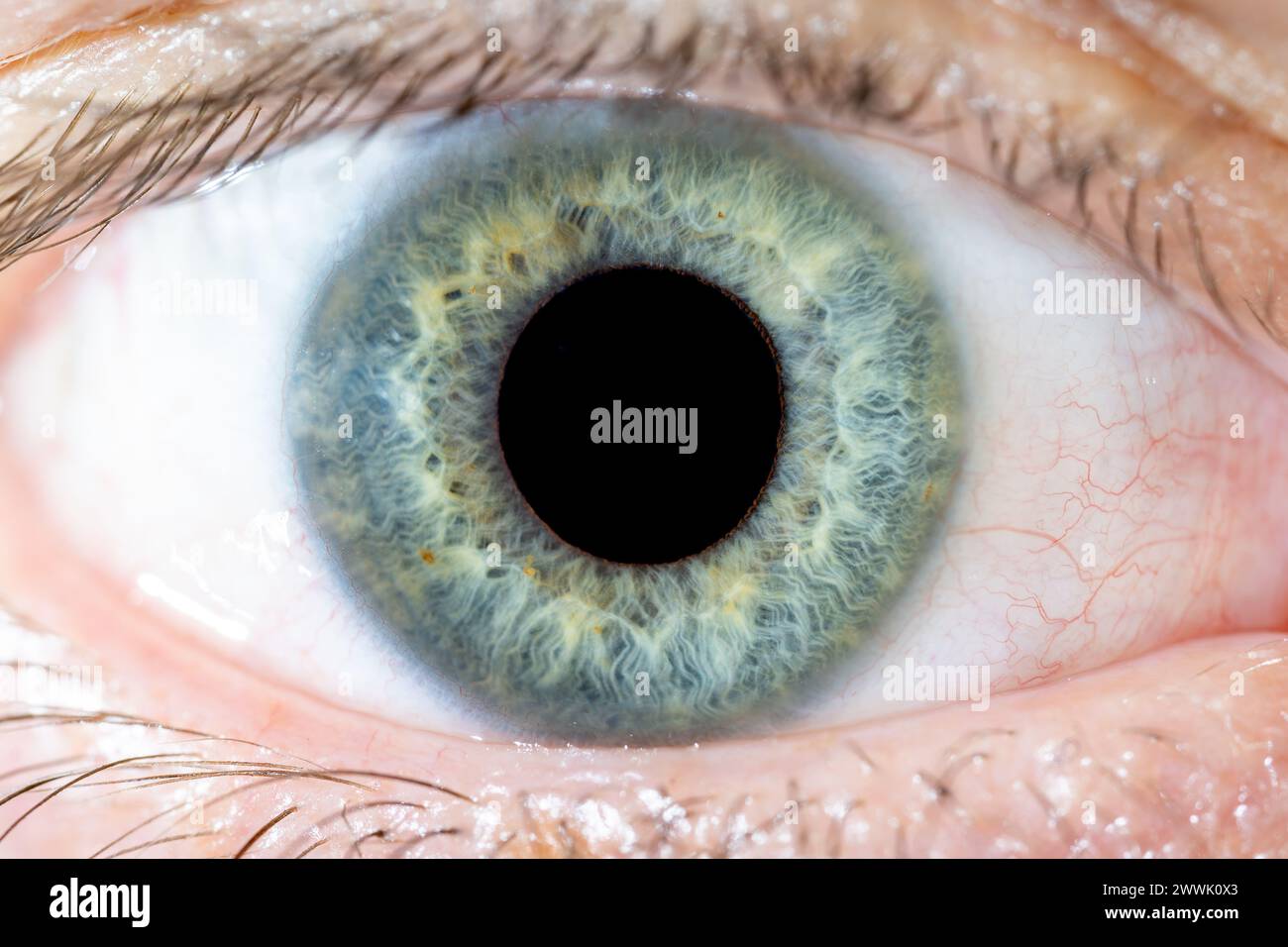 Description: High magnification of Male Blue-Green Colored Eye With Lashes. Pupil Wide Opened. Close Up. Structural Anatomy. Human Iris Macro Detail. Stock Photo