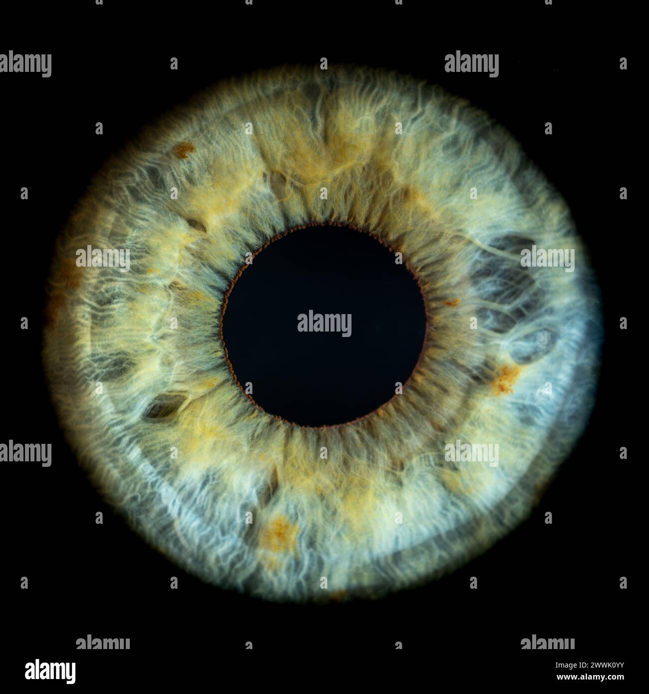 Description: Macro photo of human eye on black background. Close-up of female blue-green colored eye with yellow spots. Structural Anatomy. Iris Detai Stock Photo
