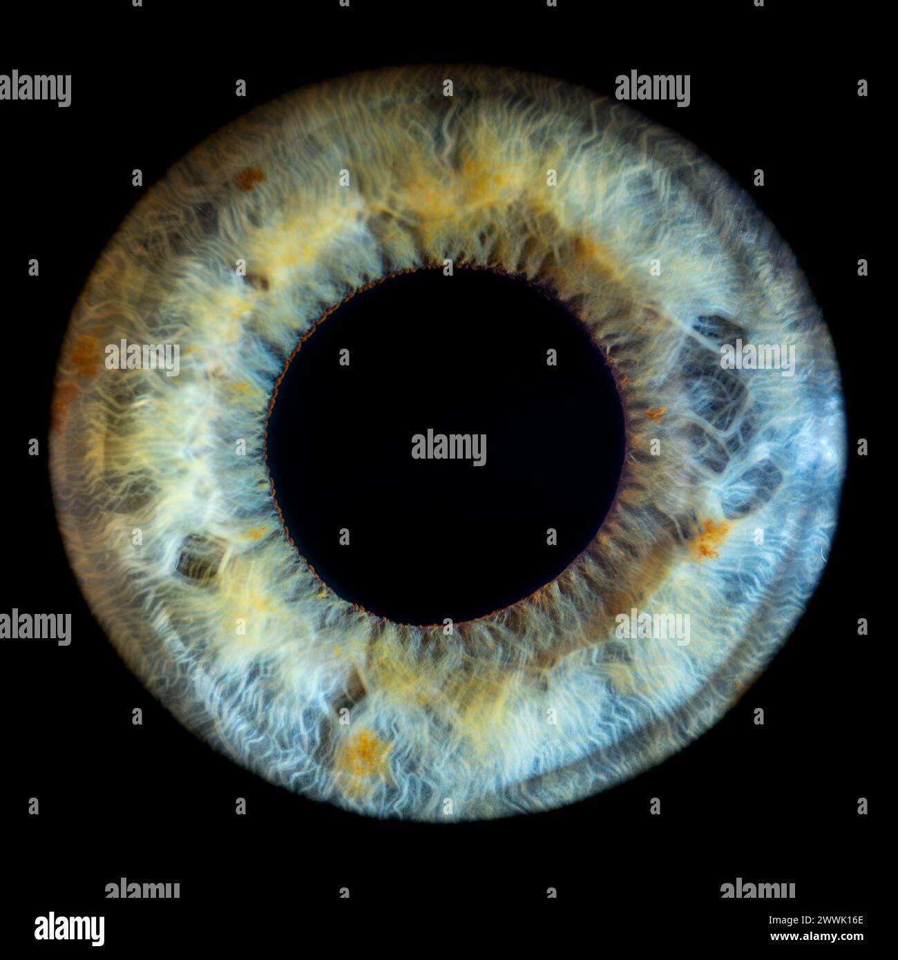 Description: Macro photo of human eye on black background. Close-up of female blue-green colored eye with yellow spots. Structural Anatomy. Iris Wide Stock Photo