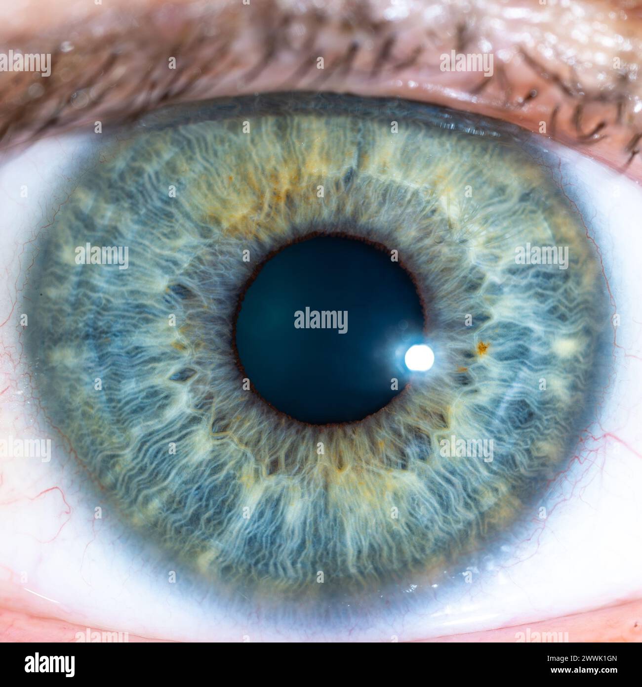Description: High Resolution male Green-Blue Colored Eye with Yellow Pigment Spots and Pupil Wide Open. Close Up. Structural Anatomy. Human Iris. Macr Stock Photo