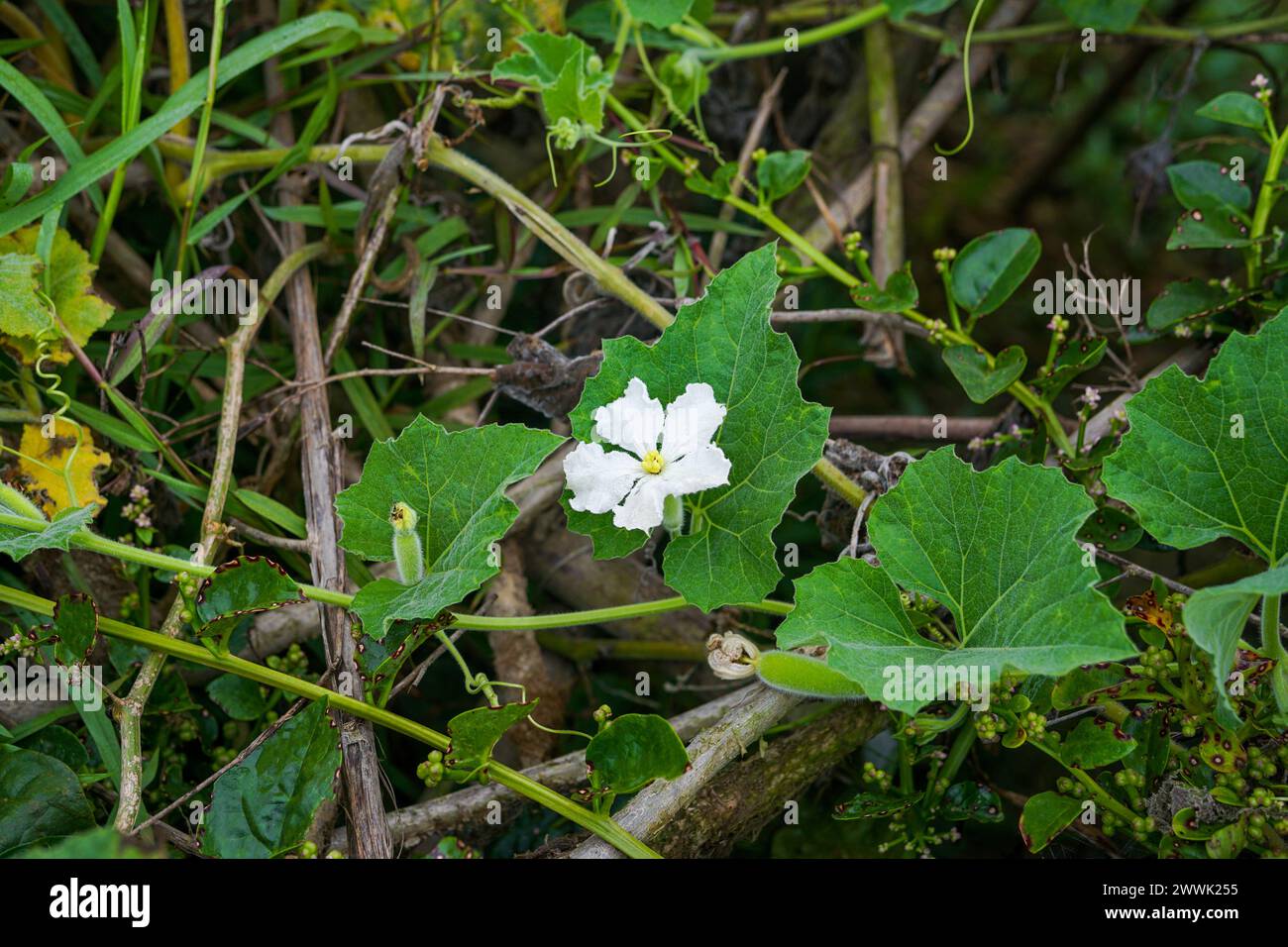 Young lagenaria with it's flower and leaves (White calabash flower) Stock Photo