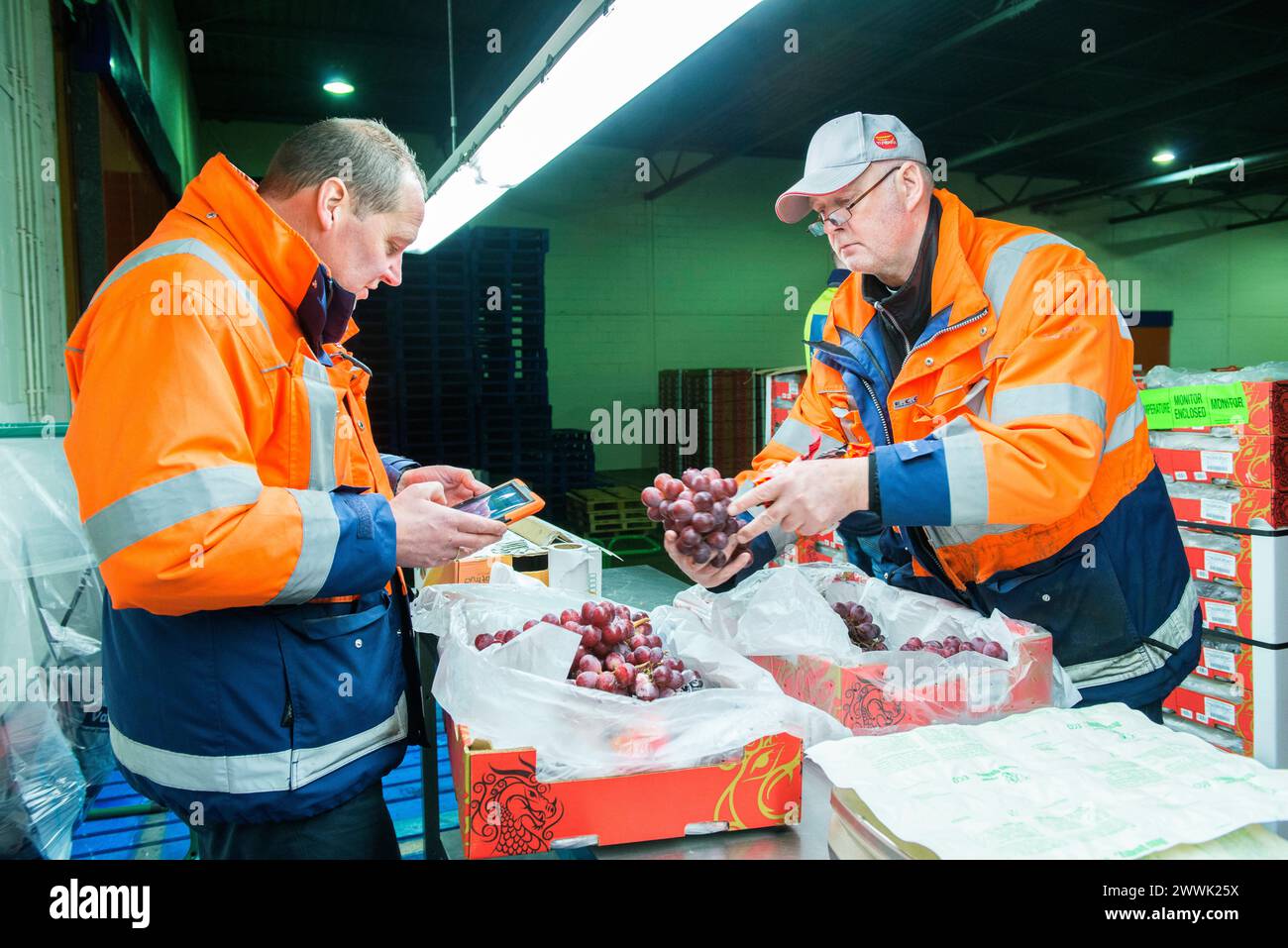 Quality Control at Fruit Terminal Rotterdam, Netherlands. Two men checking a just arrived shipload of grapes, inside a cooled harbor warehouse on Fruit Terminal. Rotterdam Total Produce, Fruit Terminal, M Zuid-Holland Nederland Copyright: xGuidoxKoppesx Stock Photo