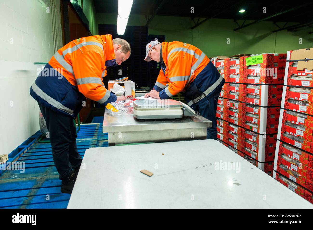 Quality Control at Fruit Terminal Rotterdam, Netherlands. Two men checking a just arrived shipload of grapes, inside a cooled harbor warehouse on Fruit Terminal. Rotterdam Total Produce, Fruit Terminal, M Zuid-Holland Nederland Copyright: xGuidoxKoppesx Stock Photo