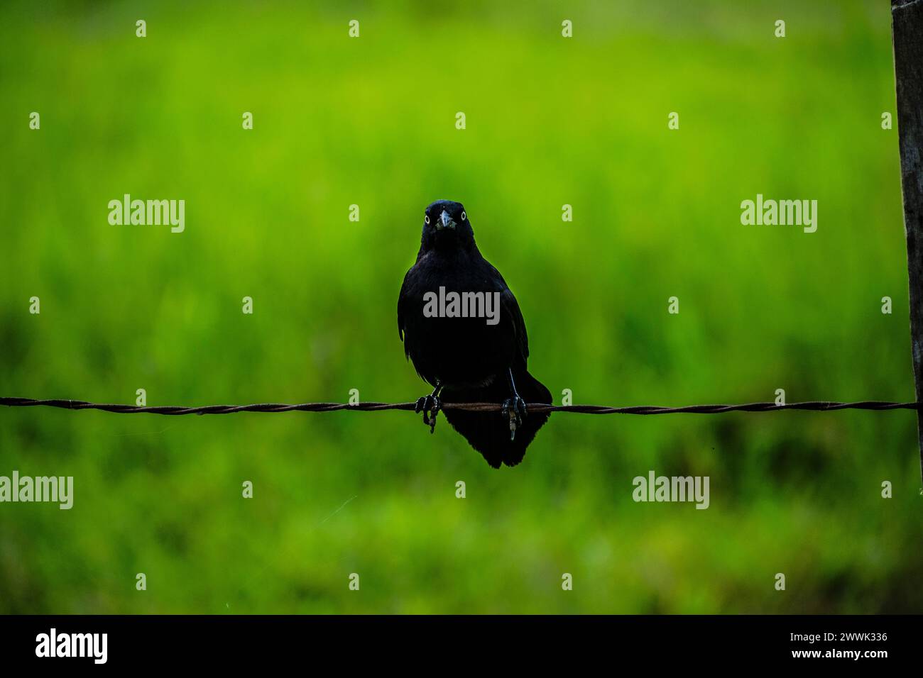 Black Bird Sparrow Raven Crow on a Wire Stock Photo