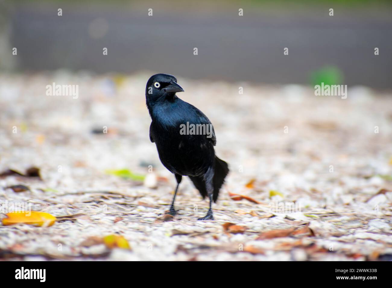 Small black raven foraging on the ground - sparrow Stock Photo