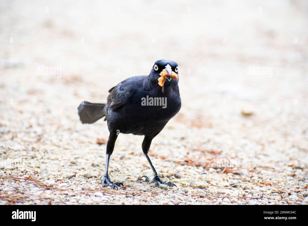 Small black raven with food in his beak - also called a sparrow on the ground Stock Photo