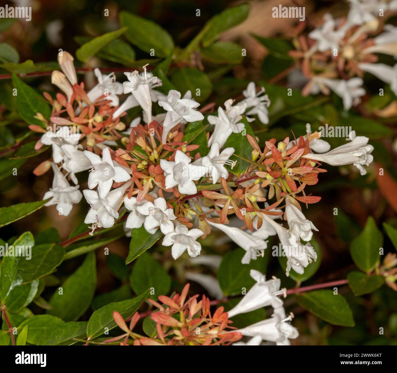 Mass of white bell-shaped perfumed flowers and dark green leaves of deciduous shrub, Abelia grandiflora in an Australian garden Stock Photo