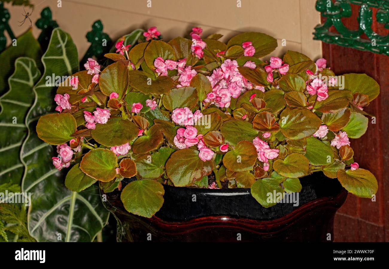 Begonia semperflorens with masses of double pink flowers and reddish green foliage growing in a decorative container Stock Photo