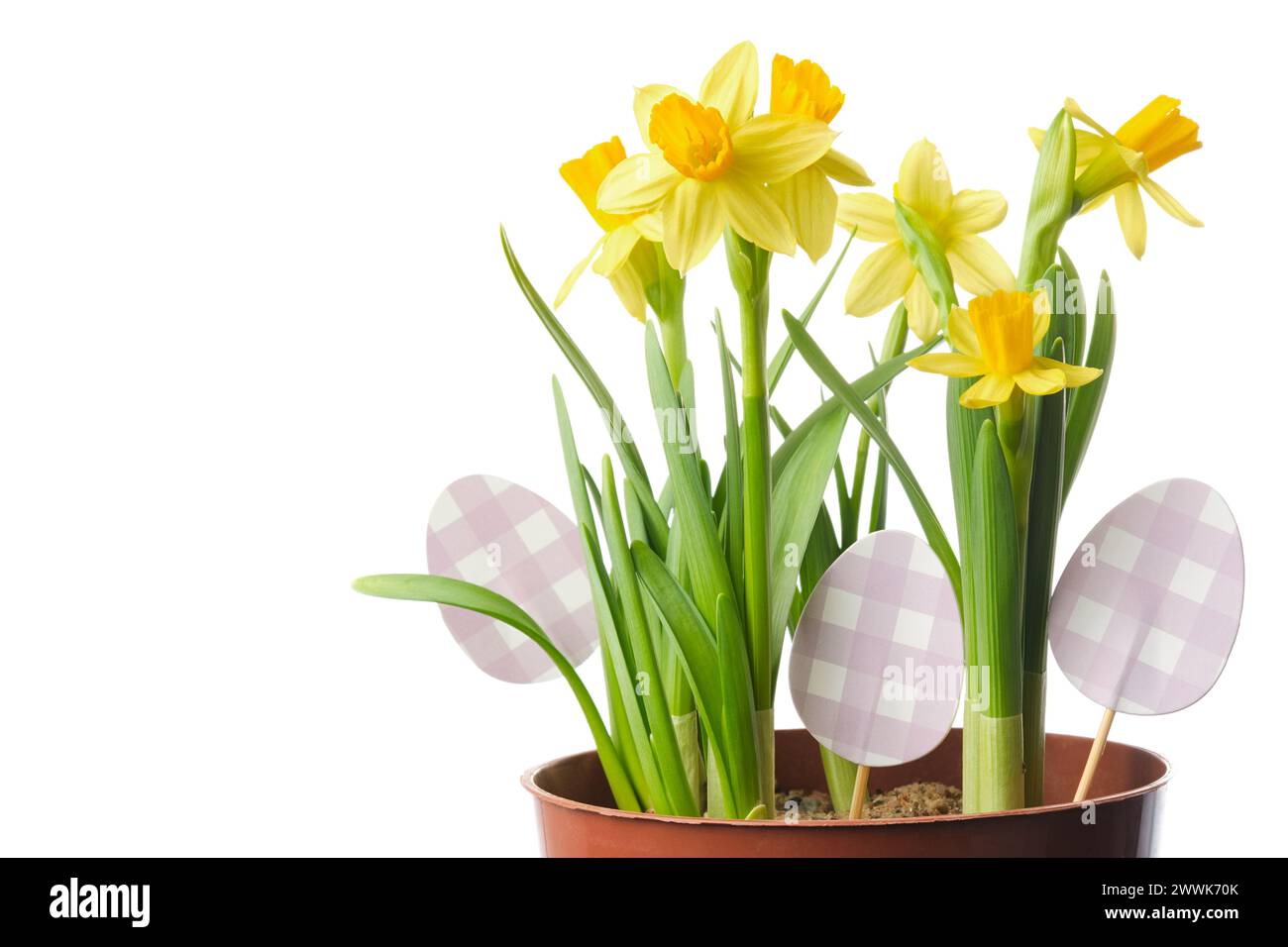 Pot with narcissus  flowers, daffodils close up decorated with easter eggs, isolated on white. Stock Photo