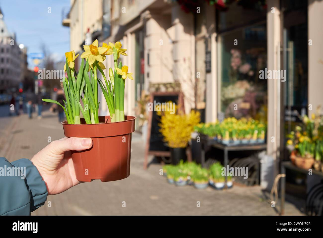 Woman holding pot with daffodils narcissus flowers in front of flower shop on a spring day. Stock Photo