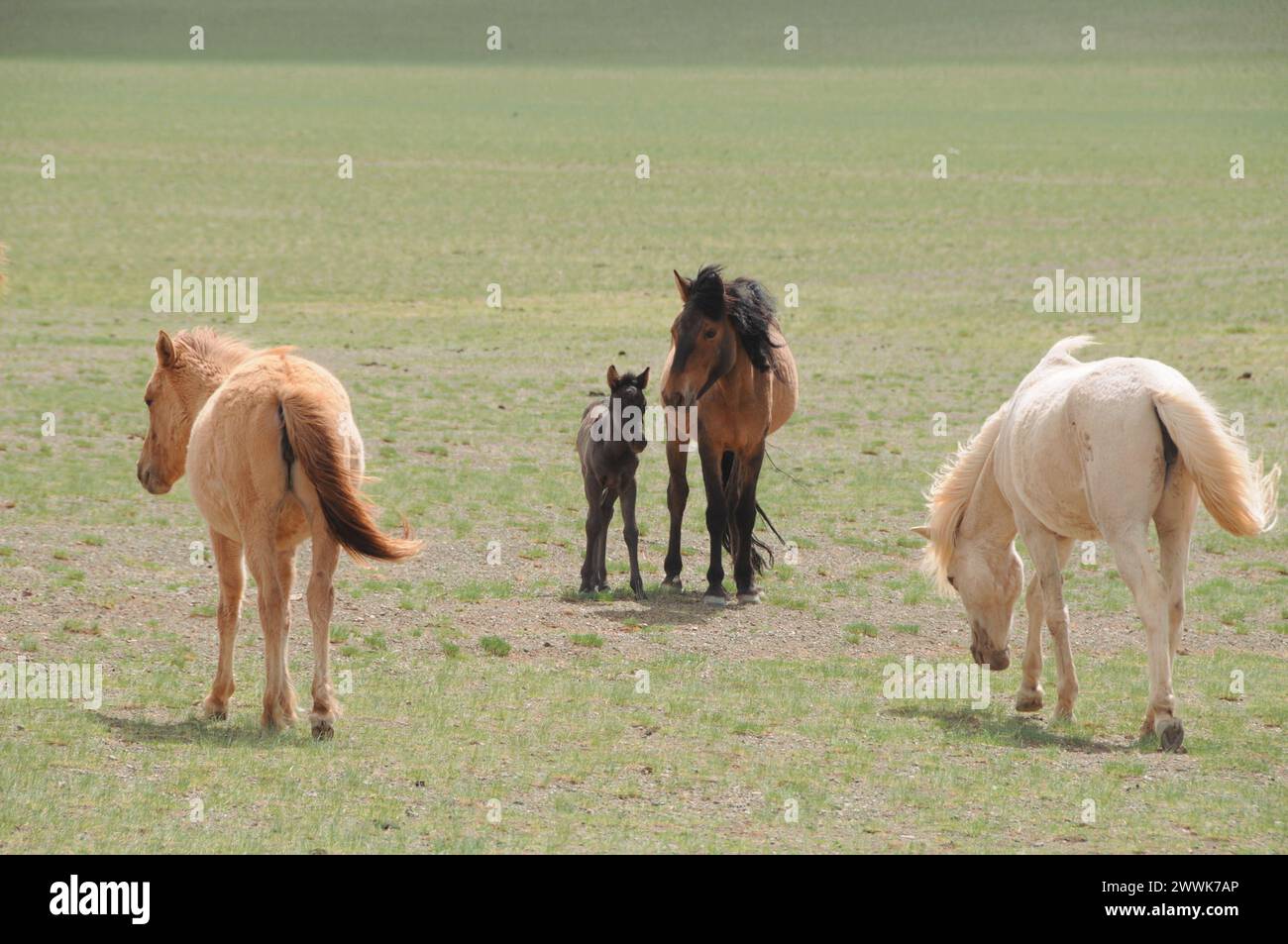 The Mongolian horse - native horse breed of Mongolia Stock Photo - Alamy