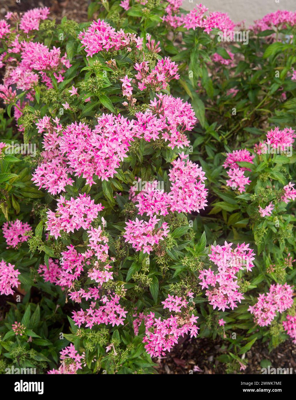 Evergreen garden shrub, Pentas lanceolata, with bright green foliage and masses of small star-shaped bright pink flowers, in Australia Stock Photo