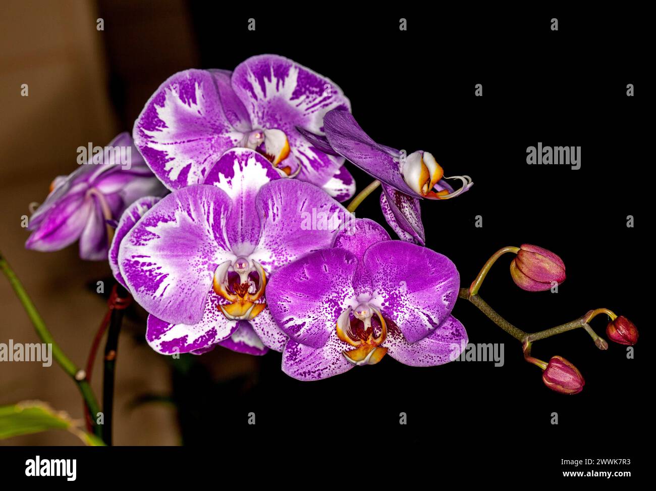 Cluster of spectacular large vivid purple and white flowers of Phalaenopsis orchid, Moth Orchid, against dark background Stock Photo