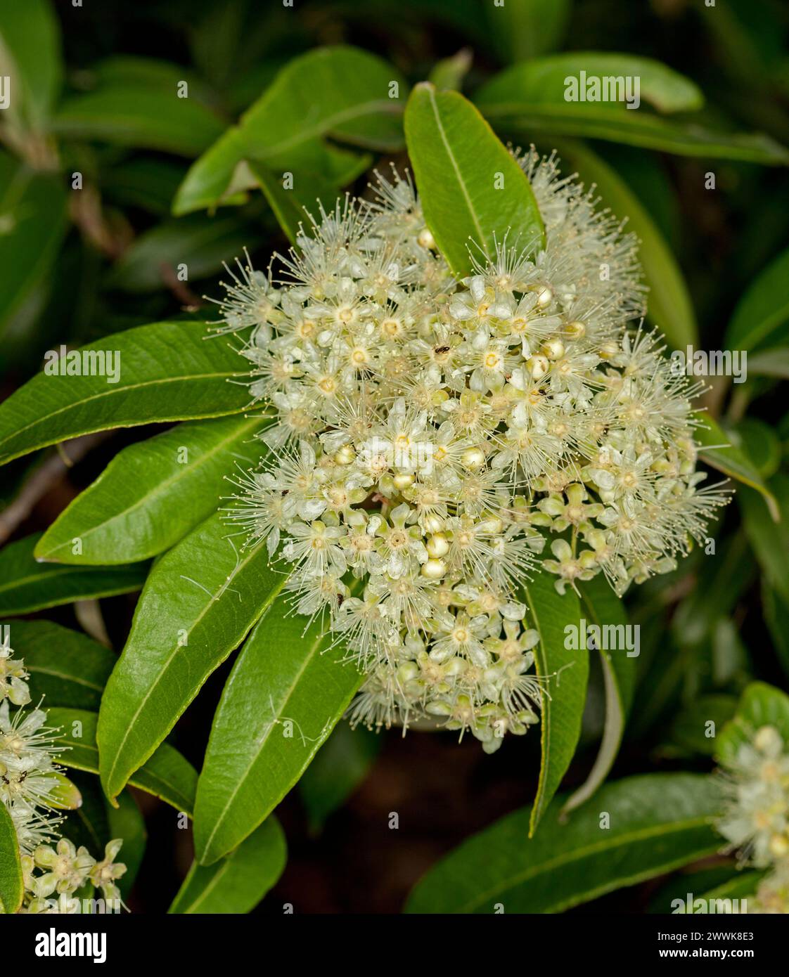 Clusters of fluffy cream coloured flowers and green leaves of Backhousia citriodora, Lemon Scented Myrtle, Australian native tree Stock Photo
