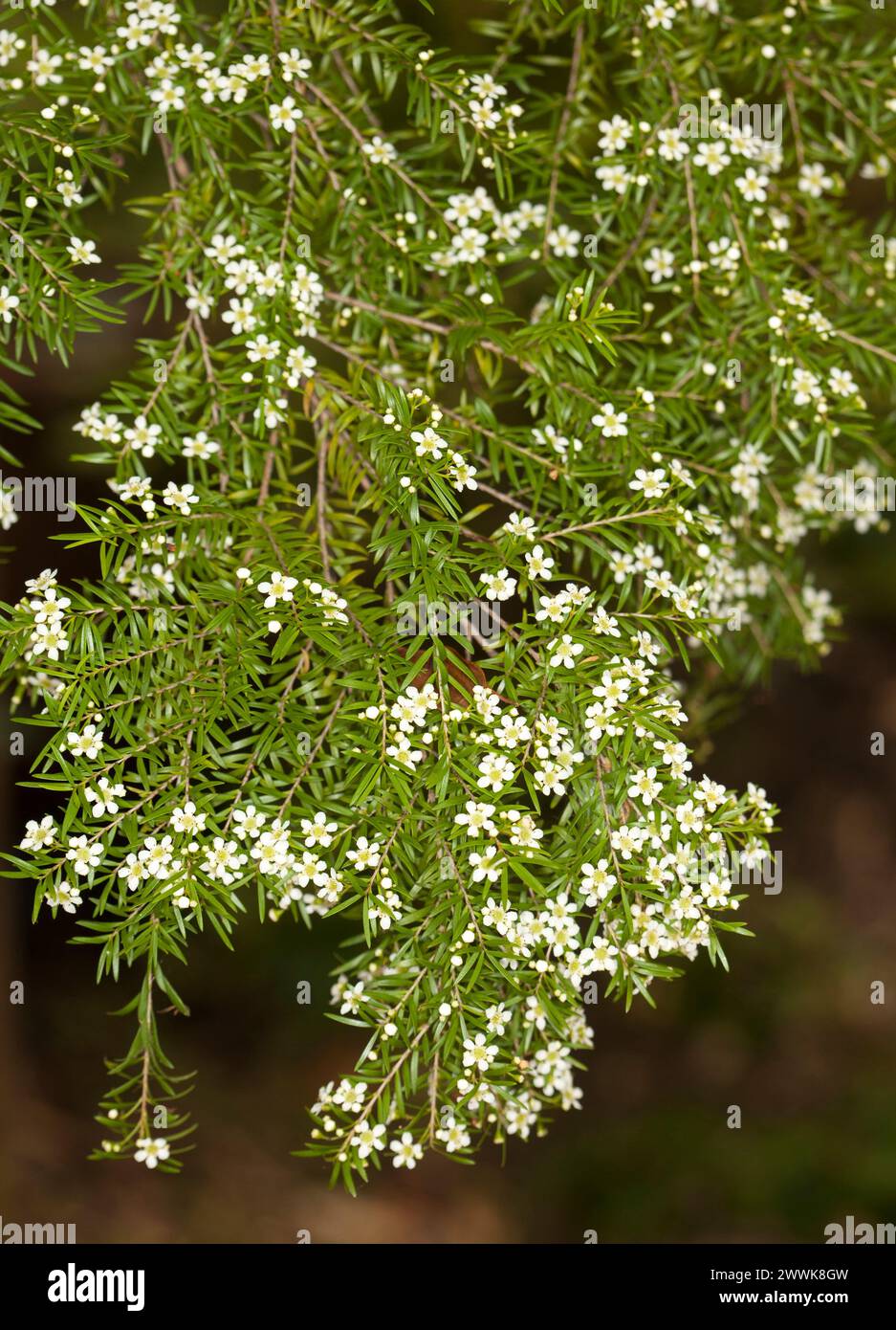 Masses of small white flowers and green leaves of Baeckea virgata, Australian native shrub Stock Photo