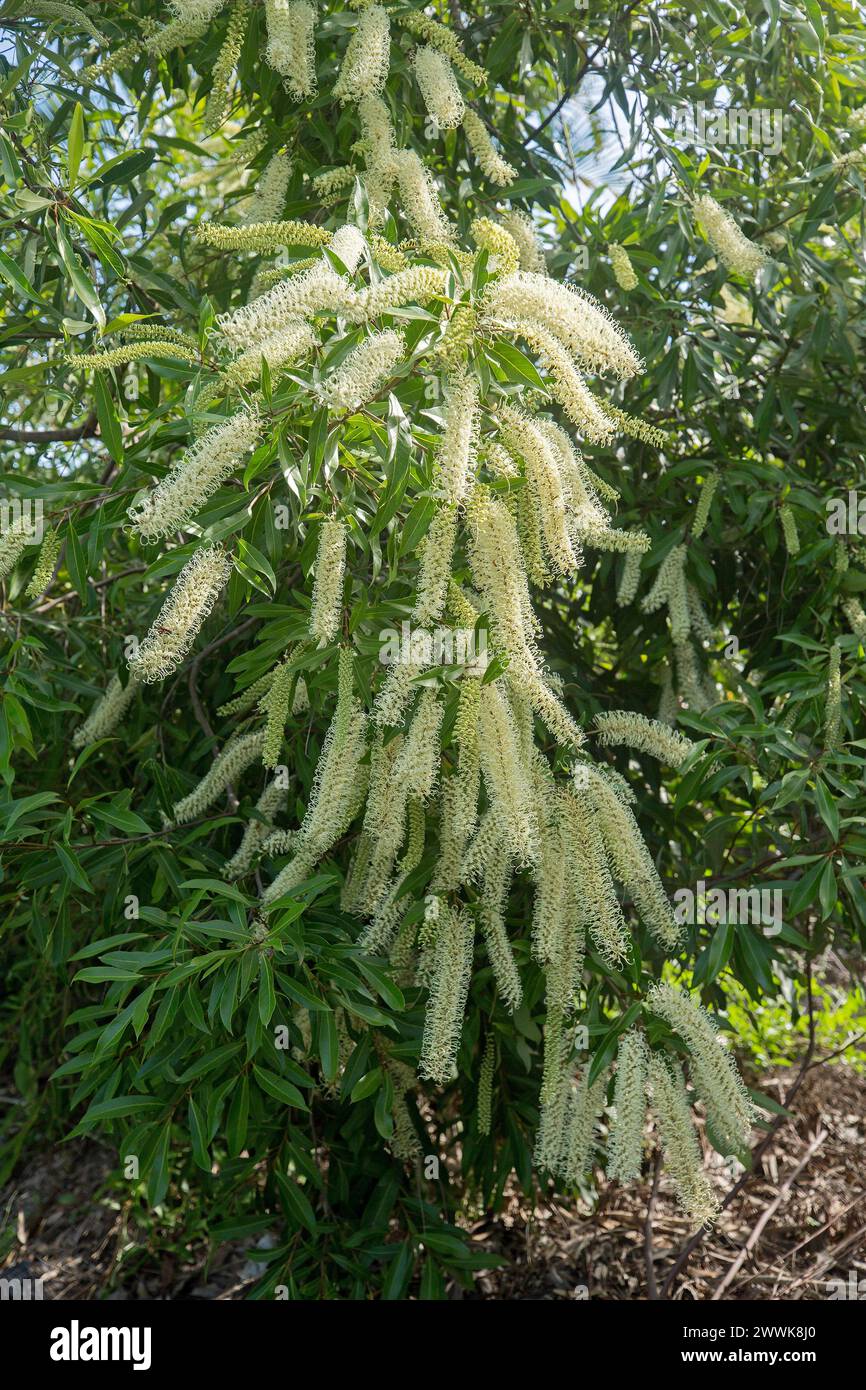 Mass of long racemes of flowers and dark green foliage of Buckinghamia celsissima, Ivory Curl Flower, Australian native tree Stock Photo