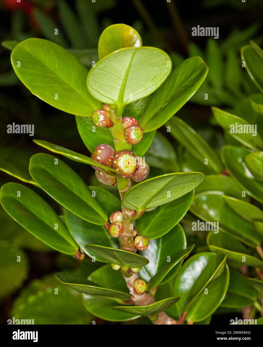 Glossy green leaves and small red fruits of Ficus microcarpa, Green Island fig, an Australian native shrub that attracts birds Stock Photo