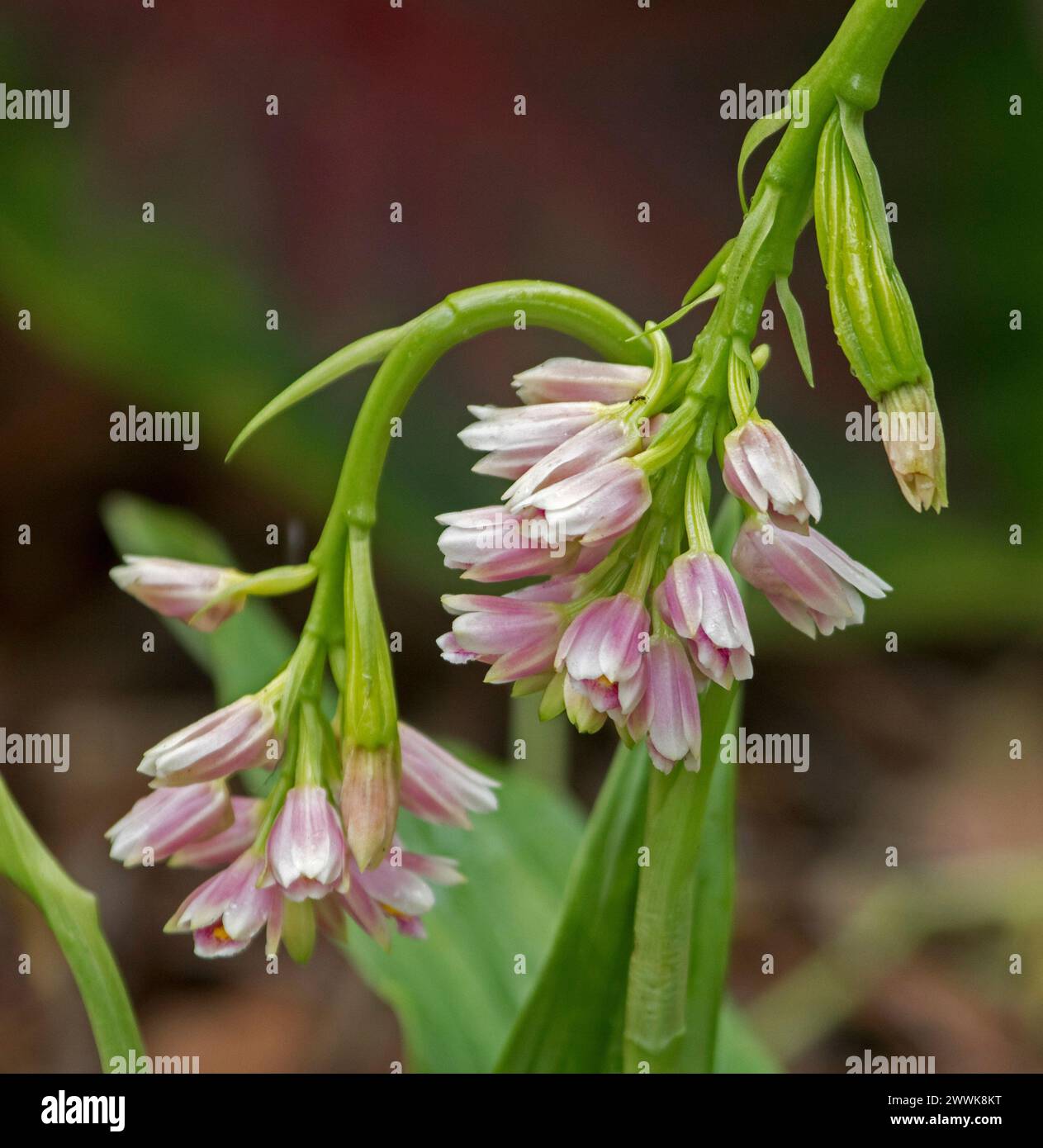 Clusters of pale pink flowers and green leaves of Nodding Orchid, Geodorum densiflorum, an Australian native plant on ligth brown background Stock Photo