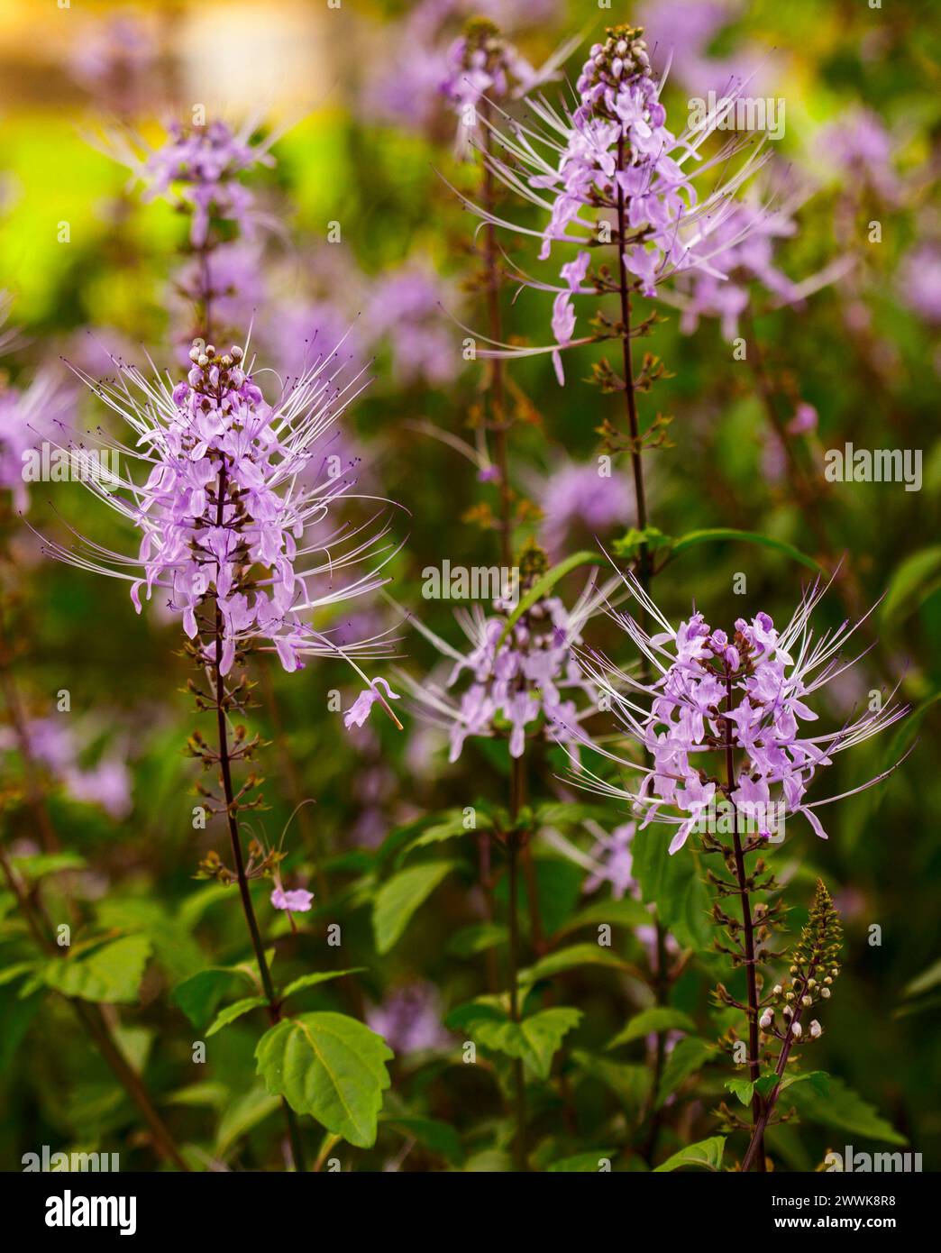 Australian native perennial plant, Orthosiphon aristatus, Cat's Whiskers, with mauve / pink flowers and dark green leaves, growing in a garden Stock Photo