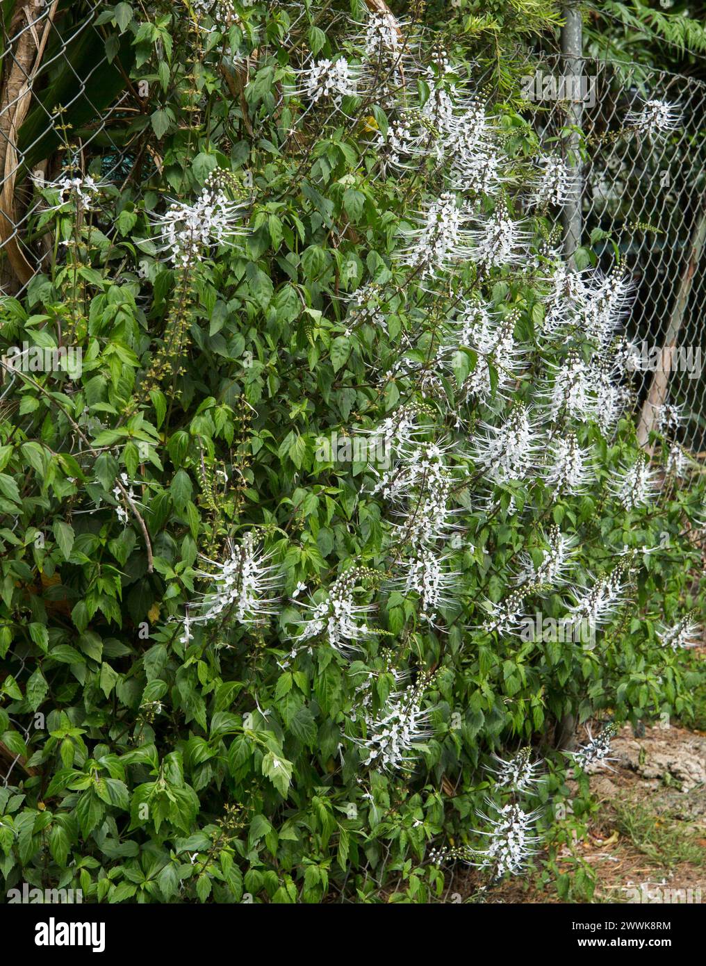 Australian native perennial plant, Orthosiphon aristatus, Cat's Whiskers, with masses of white flowers, growing over a high fence in a garden Stock Photo