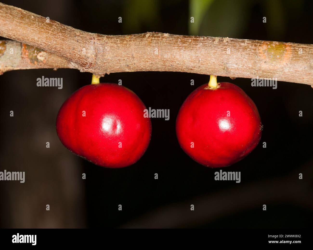 Ripe red fruit of Phaleria clerodendron, an Australian native tree known as Cassawary Plum, against a dark background Stock Photo