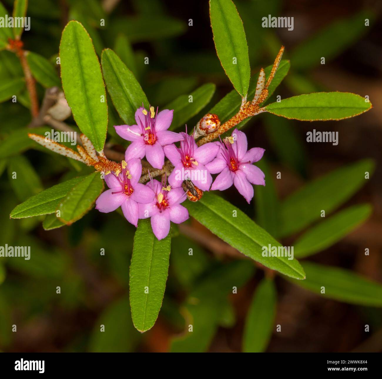 Cluster of bright pink flowers and green leaves Phebalium nottii 'Kay Bryant', Australian native shrub growing in a garden Stock Photo