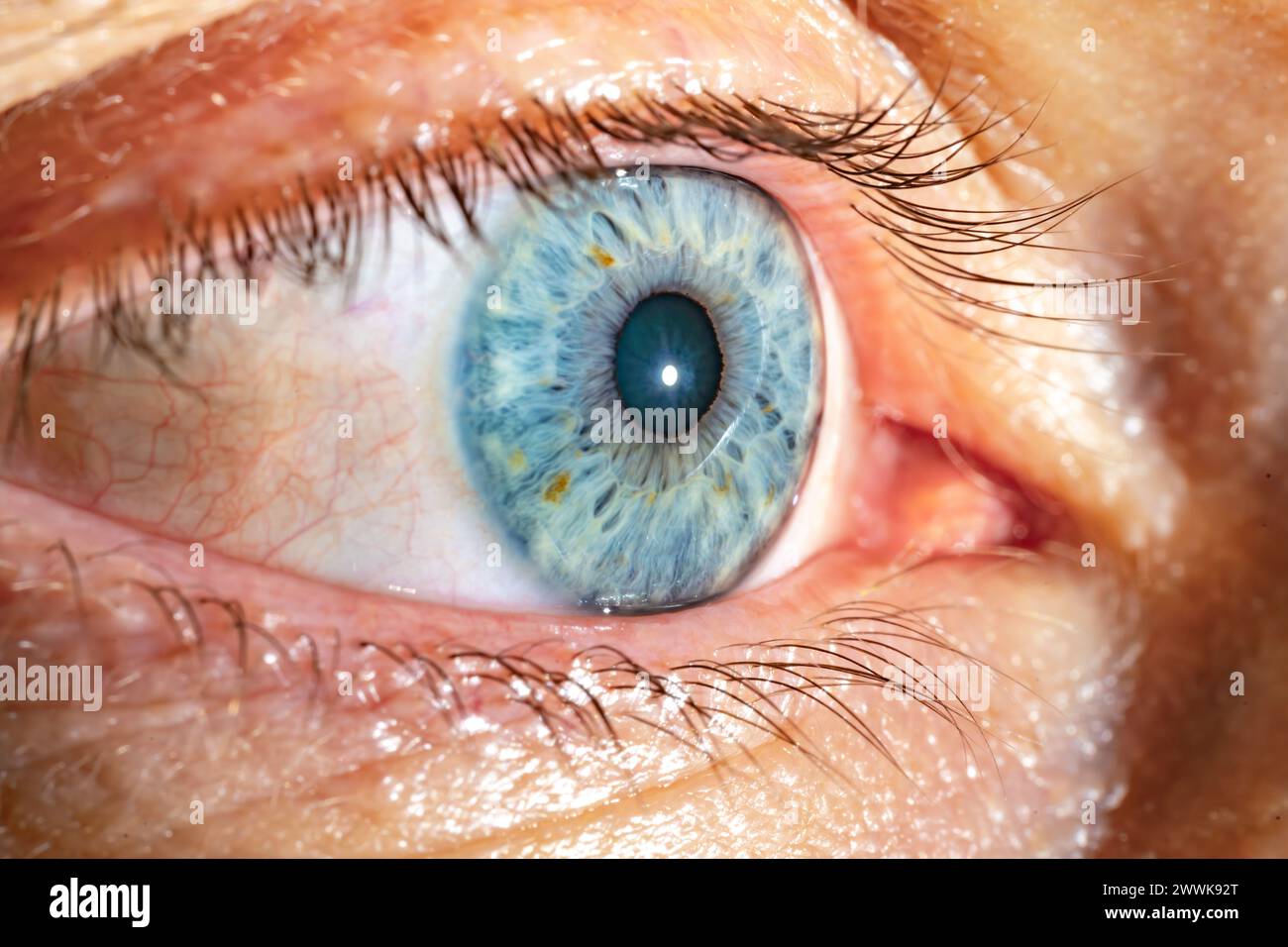 Description: Male Blue Colored Eye With Long Lashes Close Up. Structural Anatomy. Human Iris Macro Detail. Stock Photo