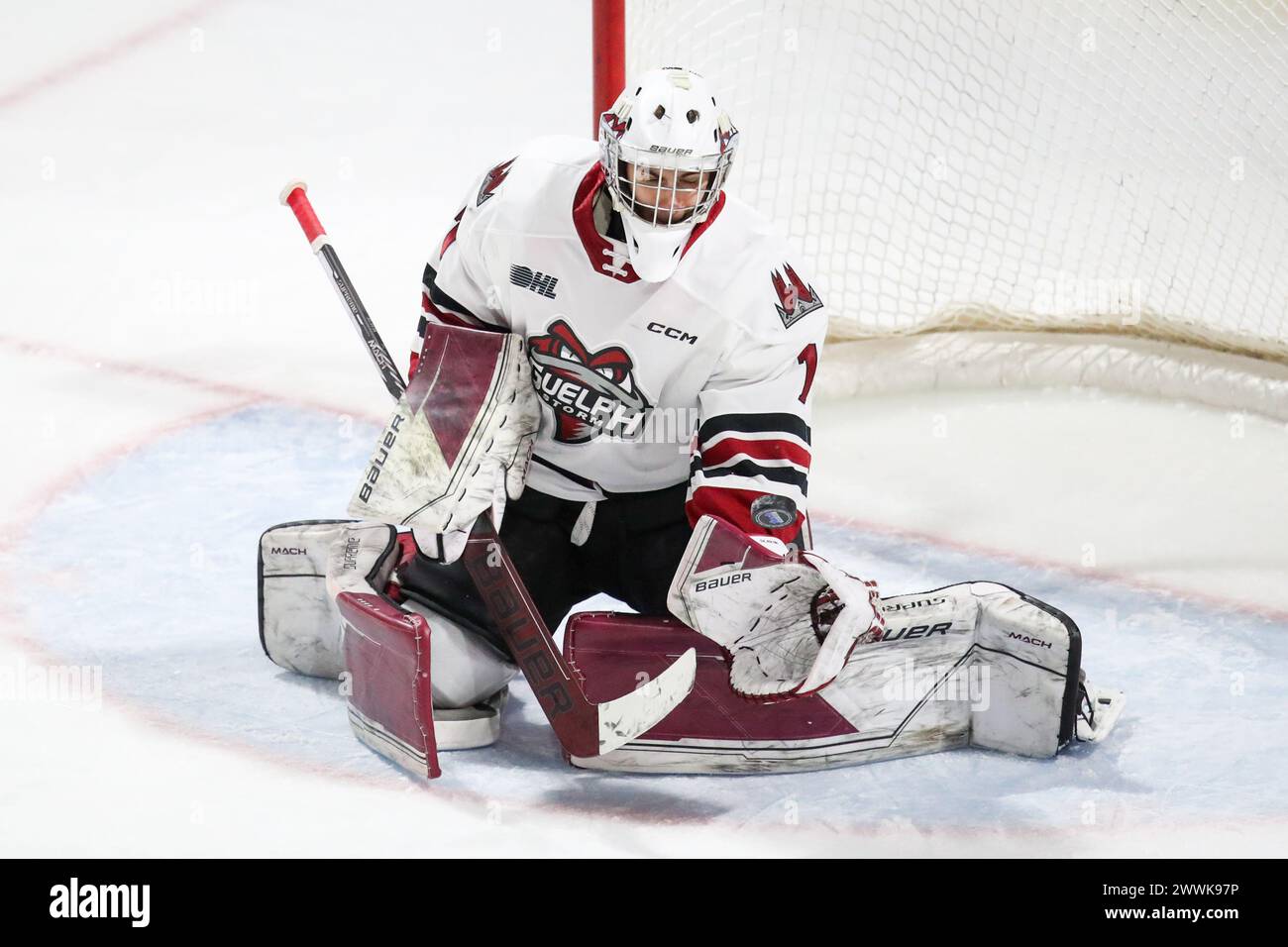 London, Canada. 24th Mar, 2024. The London Knights defeat the Guelph Storm 3-0 on the last game of the 2023-2024 season. Damian Slavik (1) of Guelph Storm makes a save during the third period.(EDITORIAL ONLY) Credit: Luke Durda/Alamy Live News Stock Photo