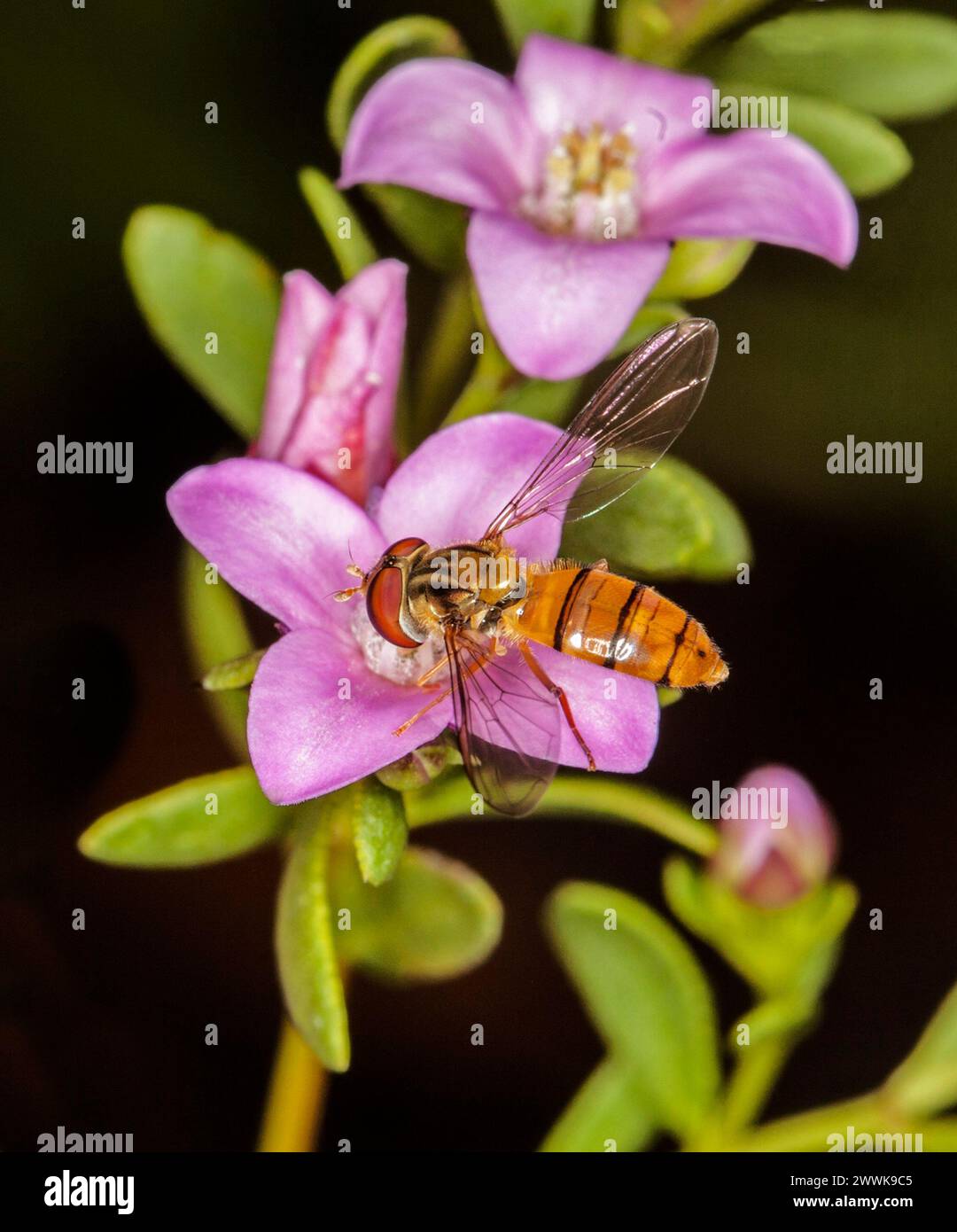 Stunning image of Hoverfly, a beneficial insect, on pink flowers of Australian native shrub Boronia crenulata 'Pink Passion' against dark background Stock Photo