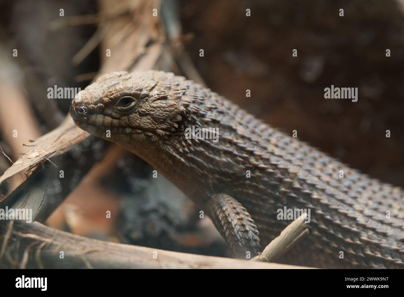 A Gidgee spiny-tailed skink Stock Photo