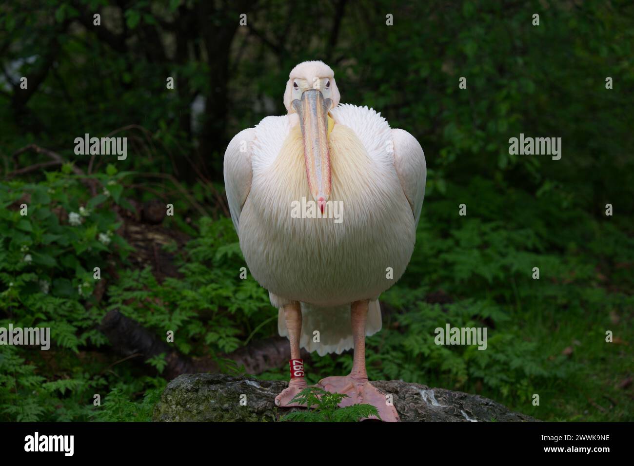 A Great white pelican Stock Photo