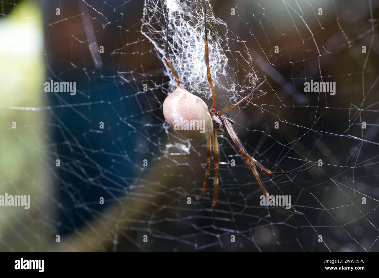 golden orb-weaver spider sitting in it's web Stock Photo