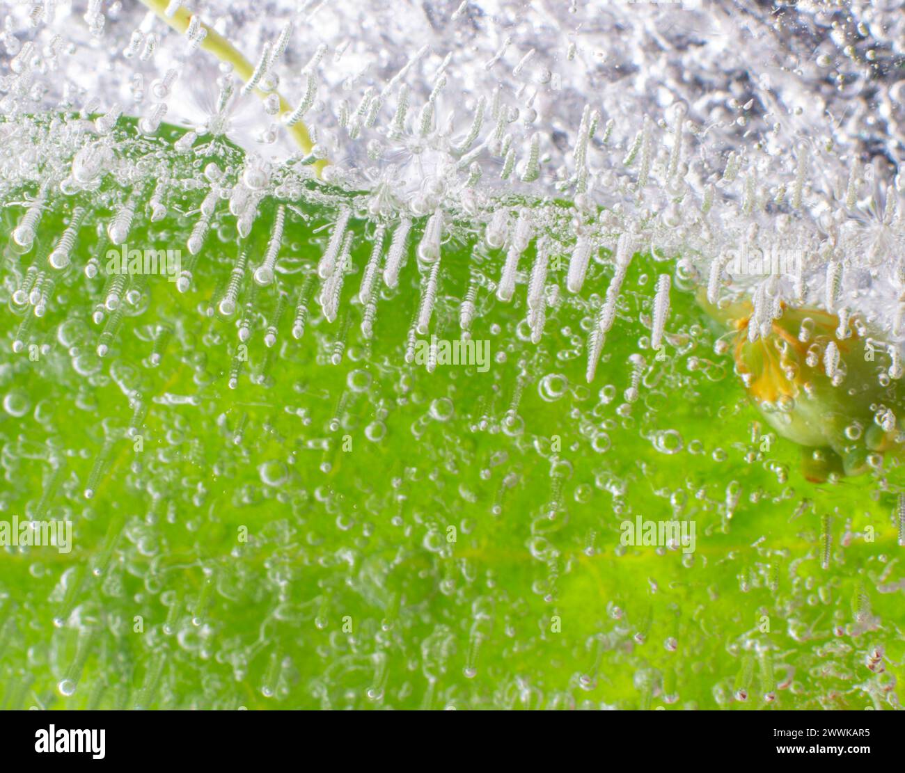 The abstract background of ice structure, Fruits, leaves, Ice, Vibrant Stock Photo