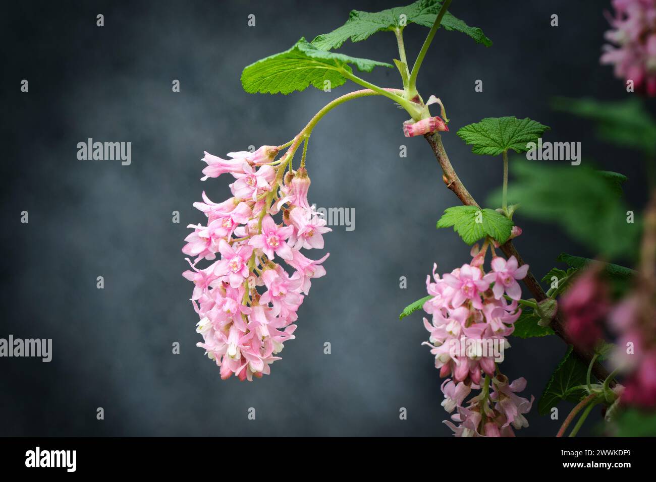 Ribes sanguineum early blossoms of a blood currant in a park in cologne due to climate change in march 2024 Stock Photo