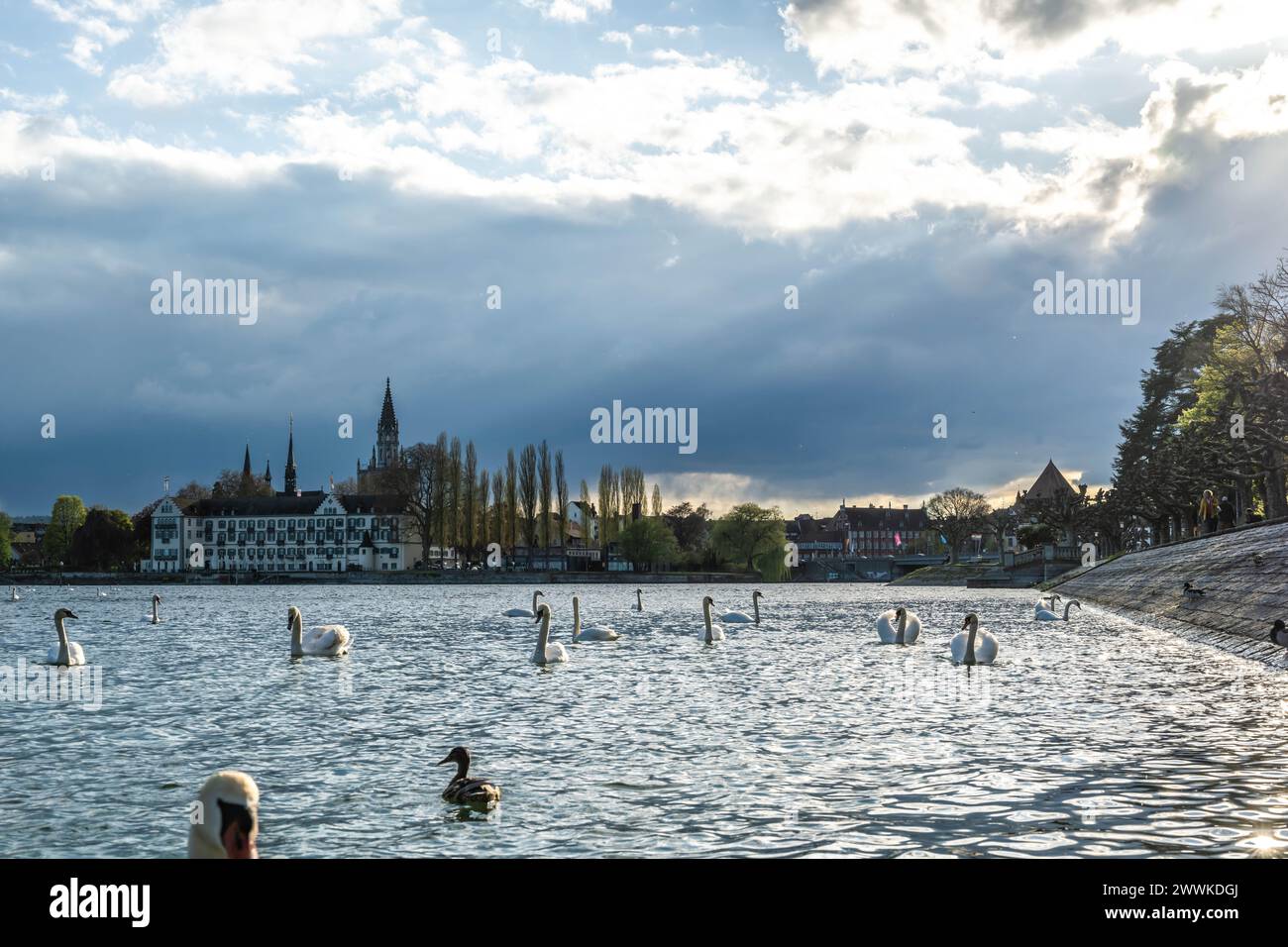 Beschreibung: Schwäne schwimmen auf dem See an einem sonnigen Frühlingstag mit Steigenberger Inselhotel und Münster und Rheinbrücke im Hintergrund. Ko Stock Photo