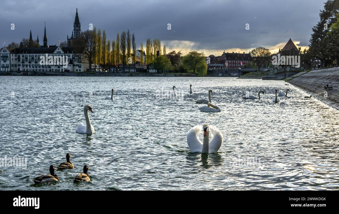 Beschreibung: Schwäne schwimmen an einem sonnigen Frühlingstag an der Uferpromenade mit dem Steigenberger Inselhotel, dem Münster und der Rheinbrücke Stock Photo
